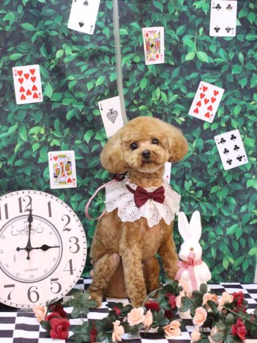 20250422チャッピーくん